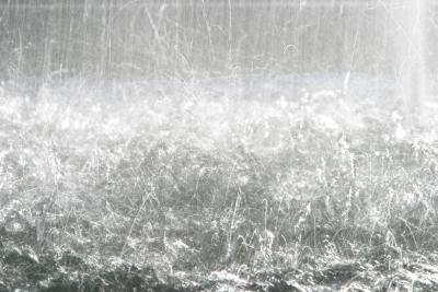 Heavy rains often trigger winged ants to emerge.