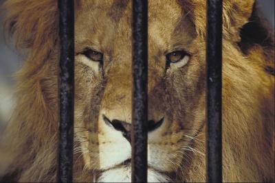 Field trips may help a child experience a zoo, even if their families have never taken them.