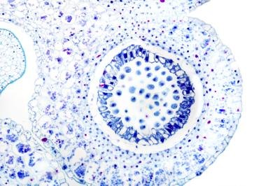 Close up of cell.
