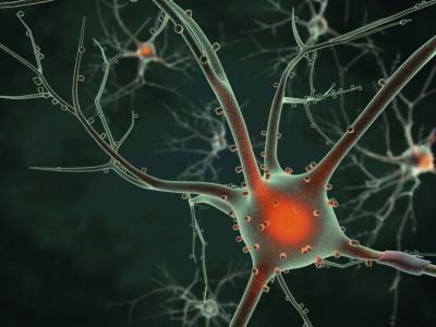 3D neuron rendering.