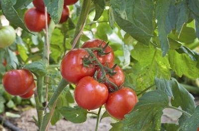 tomato plants