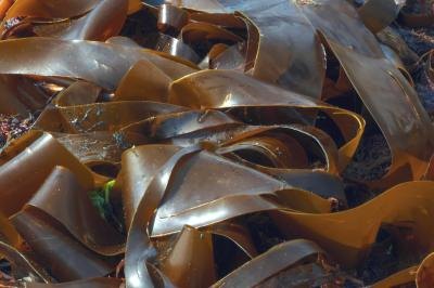 Certain kelps are edible.