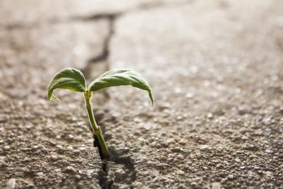 Weed growing through crack in concrete
