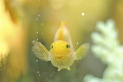 A parrot fish swims in an aquarium.