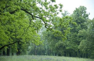 Willow Oak tree.