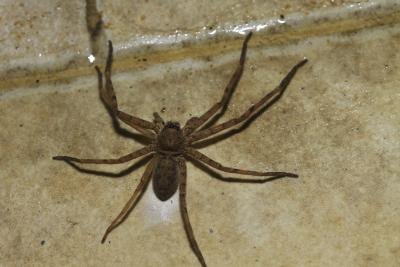 Common House Spiders in California (with Pictures) | eHow