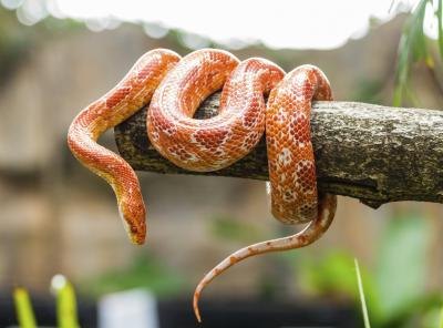 Genitalia can be difficult to detect on reptiles.