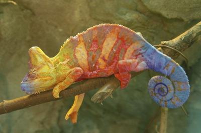 Chameleons change colors when attracting females.