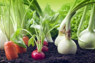 vegetable garden vegetable garden