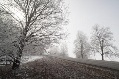 Deciduous trees alongside a road in early winter. Deciduous trees alongside a road in early winter.