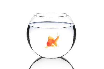 You may win a live fish.