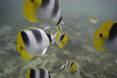 Tropical fish swimming around coral reef