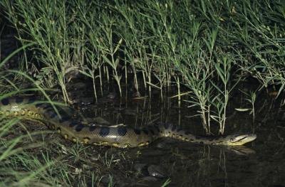 The green anaconda prefers to hunt in water to help support its massive weight. The green anaconda prefers to hunt in water to help support its massive weight.