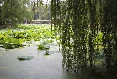 Corkscrew willow branches hang over the edge of a pond with lilypads.