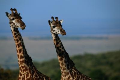 Giraffes are well-equipped for survival. Giraffes are well-equipped for survival.