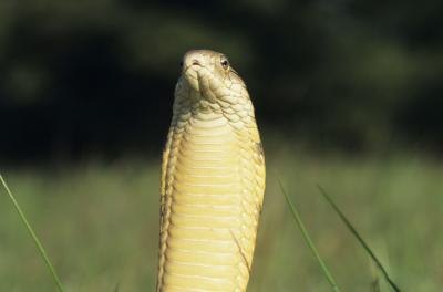 King cobras can weigh up to 20 pounds.