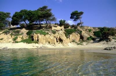 Coastal vegetation above beach