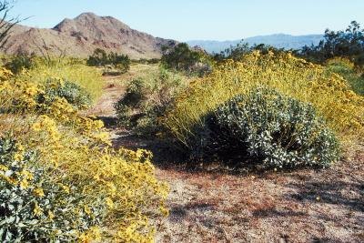 Several Brittle Bush plants grow in the desert.