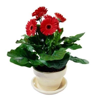 The plants grow well in containers.