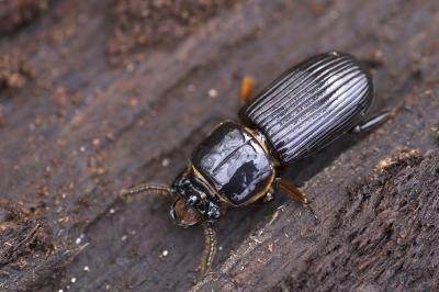 A close-up of a black ground beetle on a damp log.