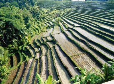 Indian soils support crops such as rice, tea and sugarcane. Indian soils support crops such as rice, tea and sugarcane.