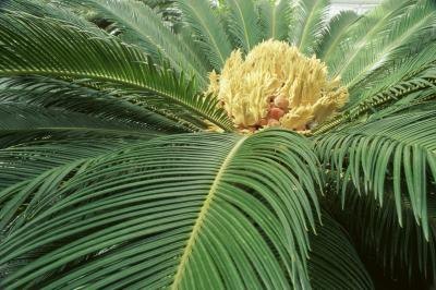Close up of a sago palm