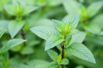 To make peppermint tea, crush a handful of fresh leaves, place them in a mug or bowl and pour boiling water over them