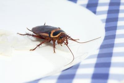Anything the roach comes in contact with should be washed or even thrown away.