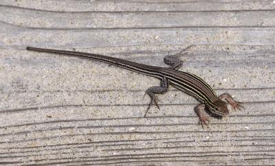the racerunner moves swiftly