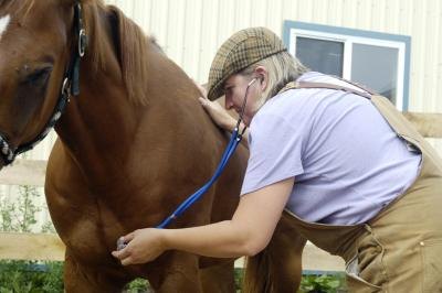Veterinarian listening to horse