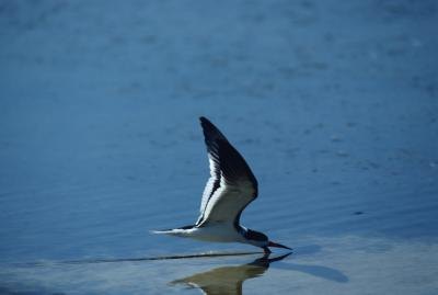 Tern diving into water