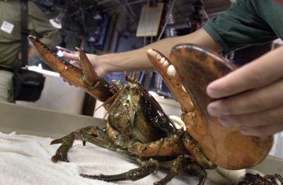Aquarium staff restrains a sixteen pound lobster caught off the coast of Massachusetts