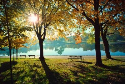 Plants converrt sunlight into energy.