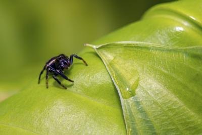 Jumping spider