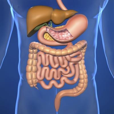 Human digestive tract