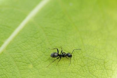 Black ant.