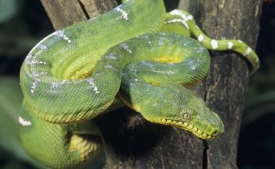 Emerald Tree Boa. Emerald Tree Boa.