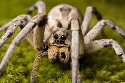 A close-up of a wolf spider on moss.