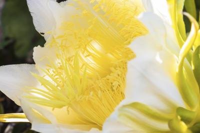 Night blooming cereus flower.