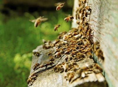 Being caught by a stinging insect might be an accident, but it's a painful accident. Being caught by a stinging insect might be an accident, but it's a painful accident.