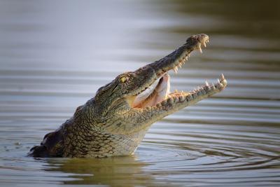 crocodile in water