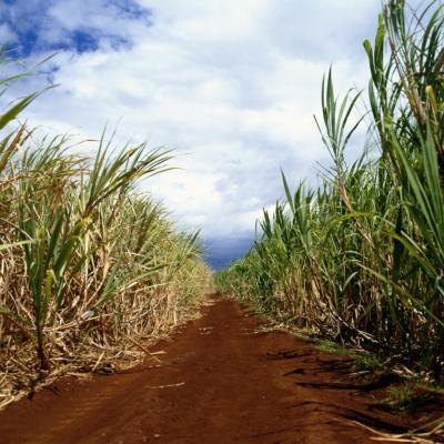 Sugar Cane Farm