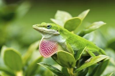 the northern green Anole can grow to 8 inches