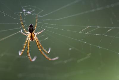A close-up of a brown recluse on a web.