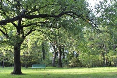 Black Oak tree.