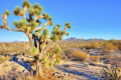 Joshua Tree in the Mojave desert. Joshua Tree in the Mojave desert.