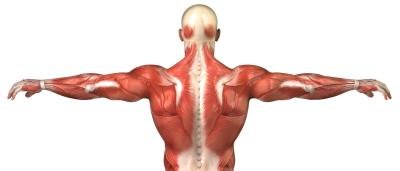 3D rendering of the human muscular system; rear view.