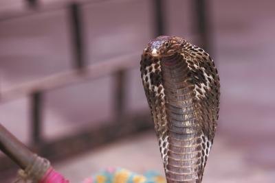 King cobra snakes can lift up to one-third of their body off the ground and still attach their prey.