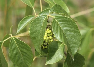 Poison ivy berries.