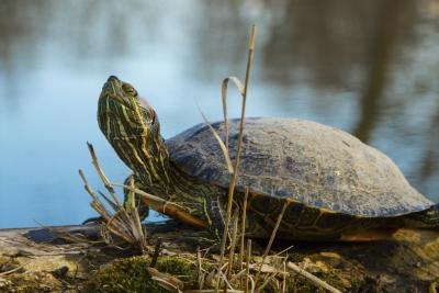 Life Cycle of a Turtle Life Cycle of a Turtle
